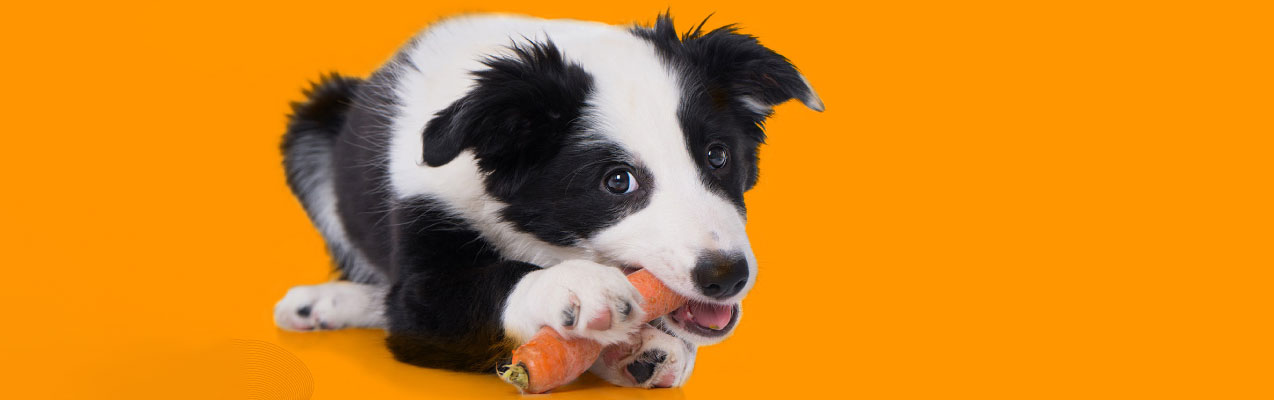Mitos nutricionales en perros
